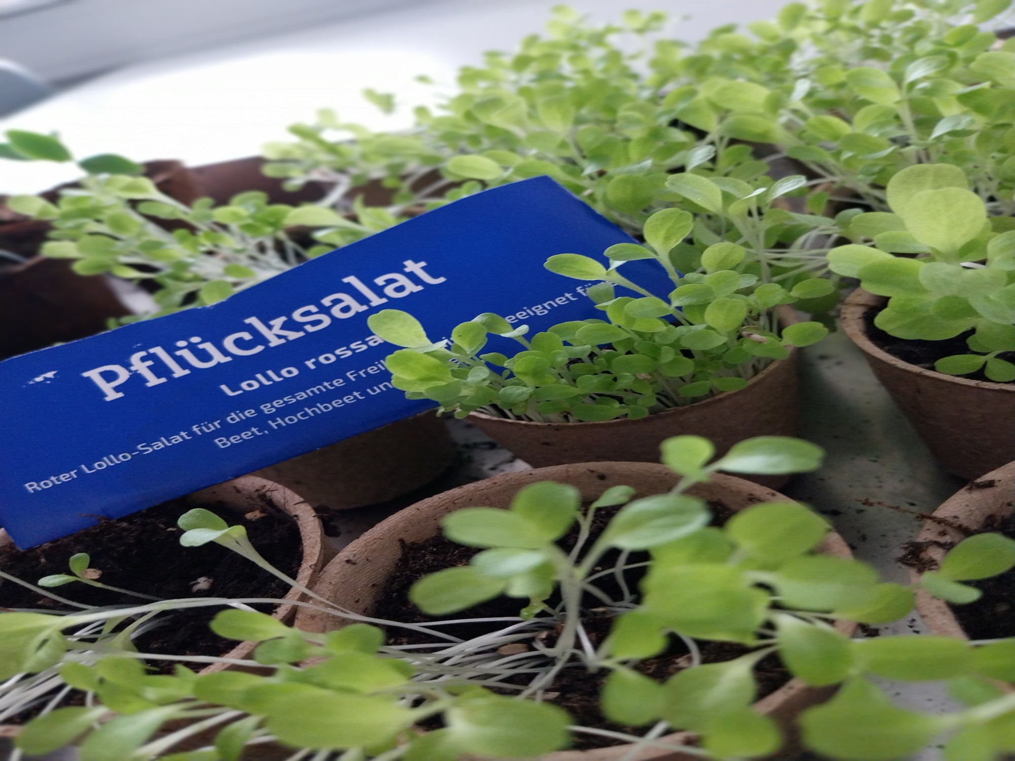 Gemüsesaat für Pflücksalat