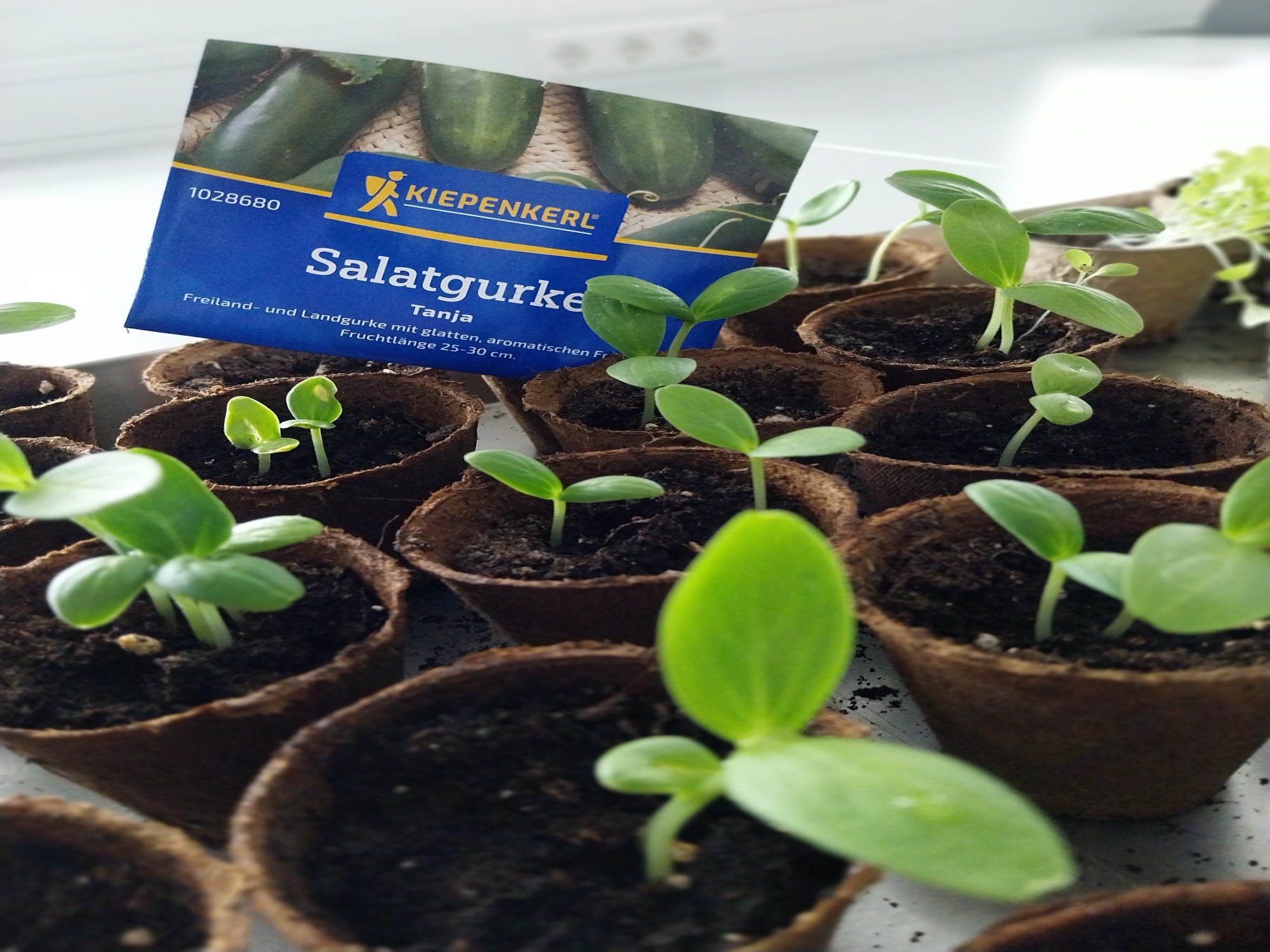 Gem&uuml;sesaat f&uuml;r Salatgurken