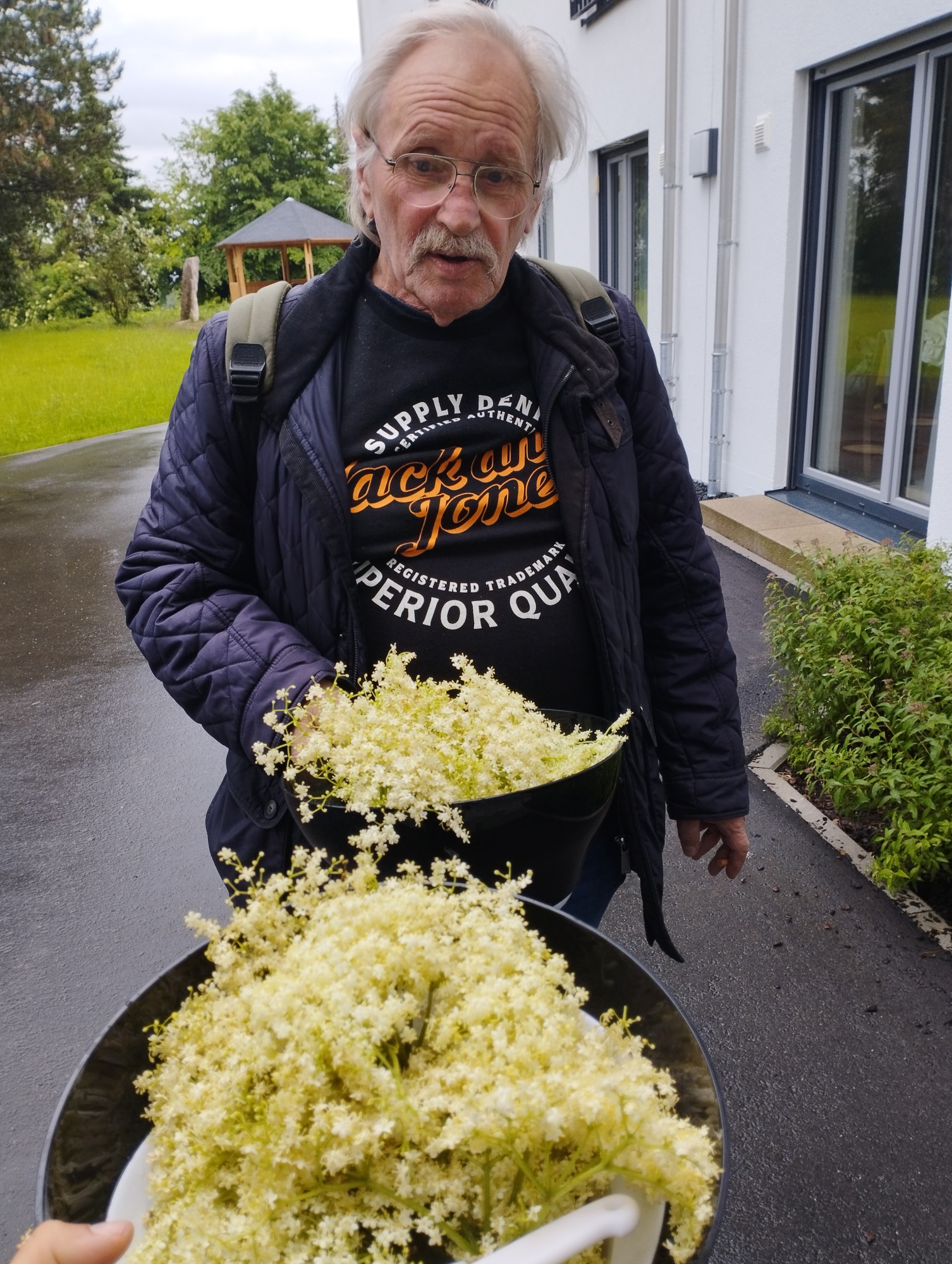 Frische Holunderblüten