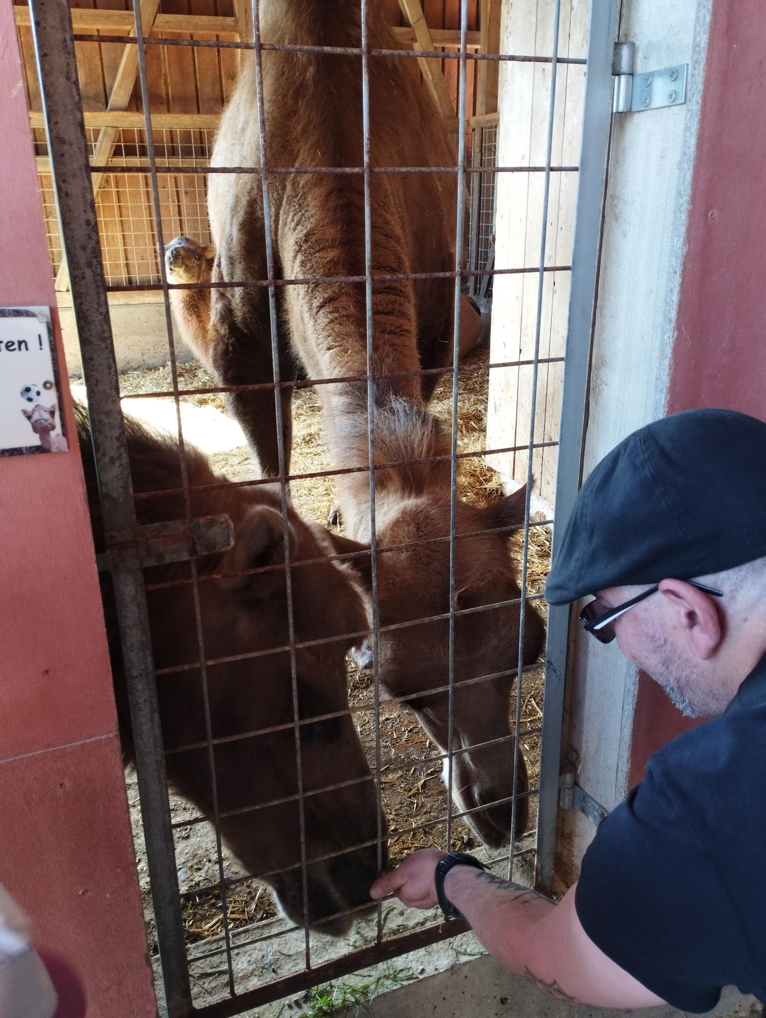 Bewohner f&uuml;ttert Kamel