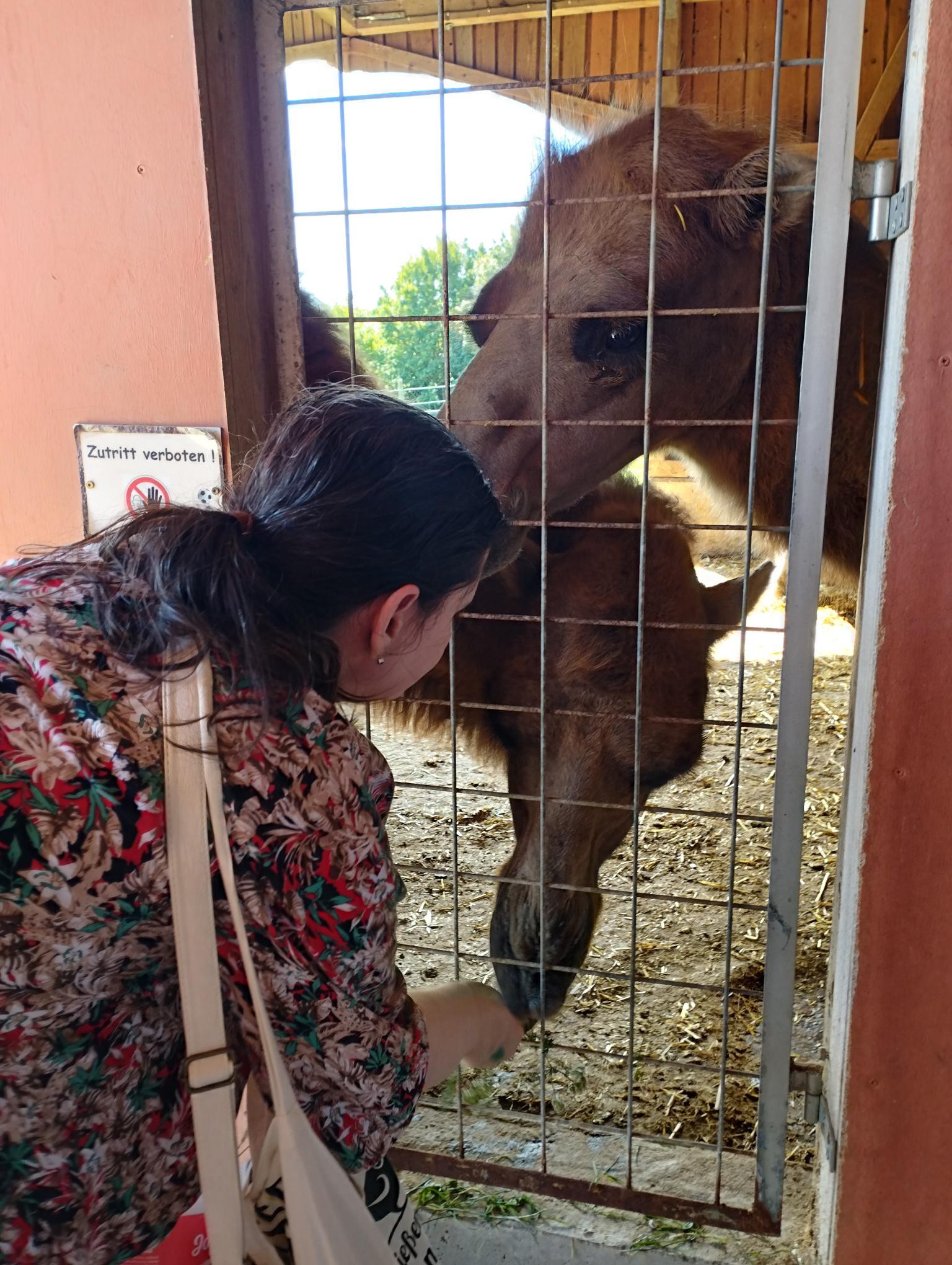 Bewohnerin f&uuml;ttert Kamel