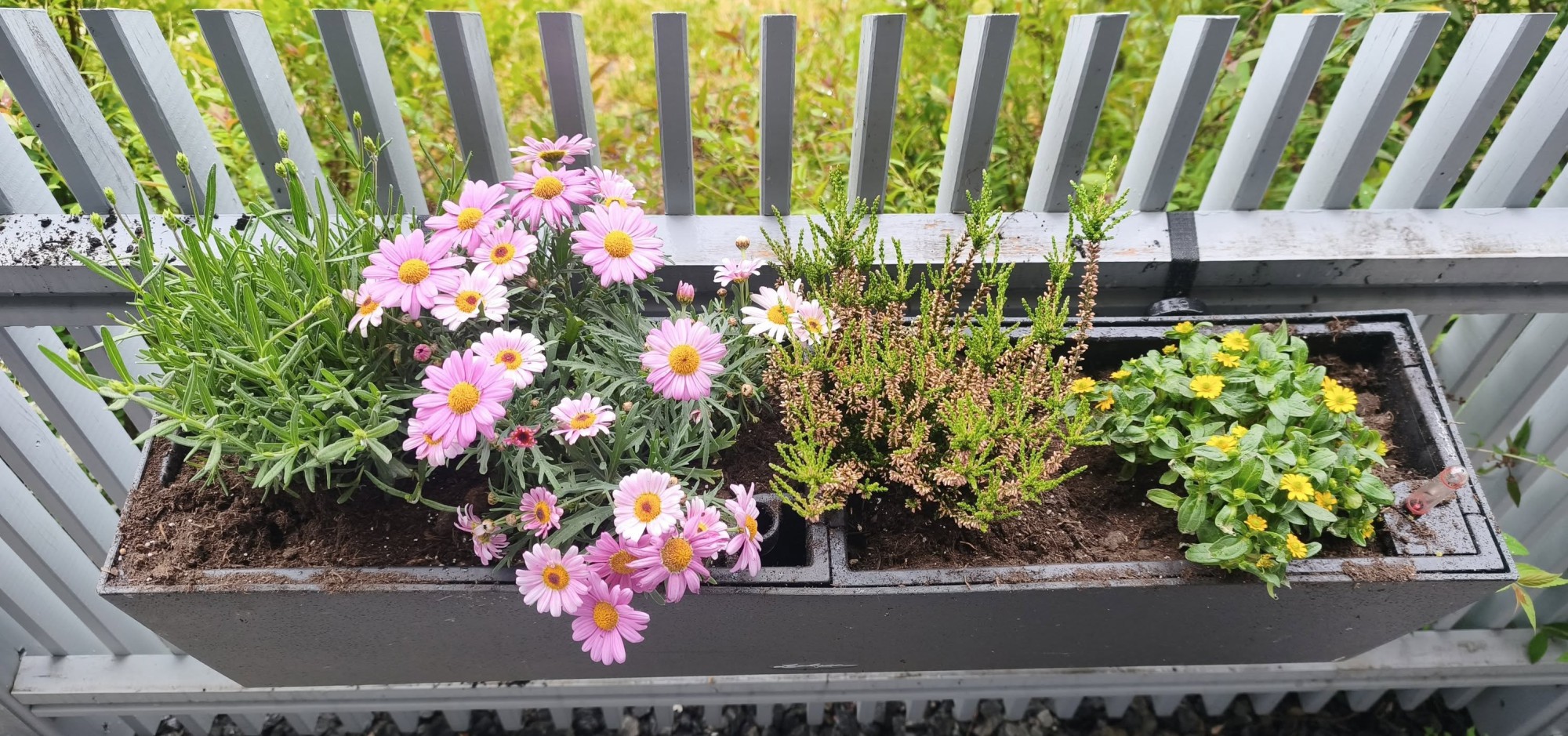 Neue Pflanzen