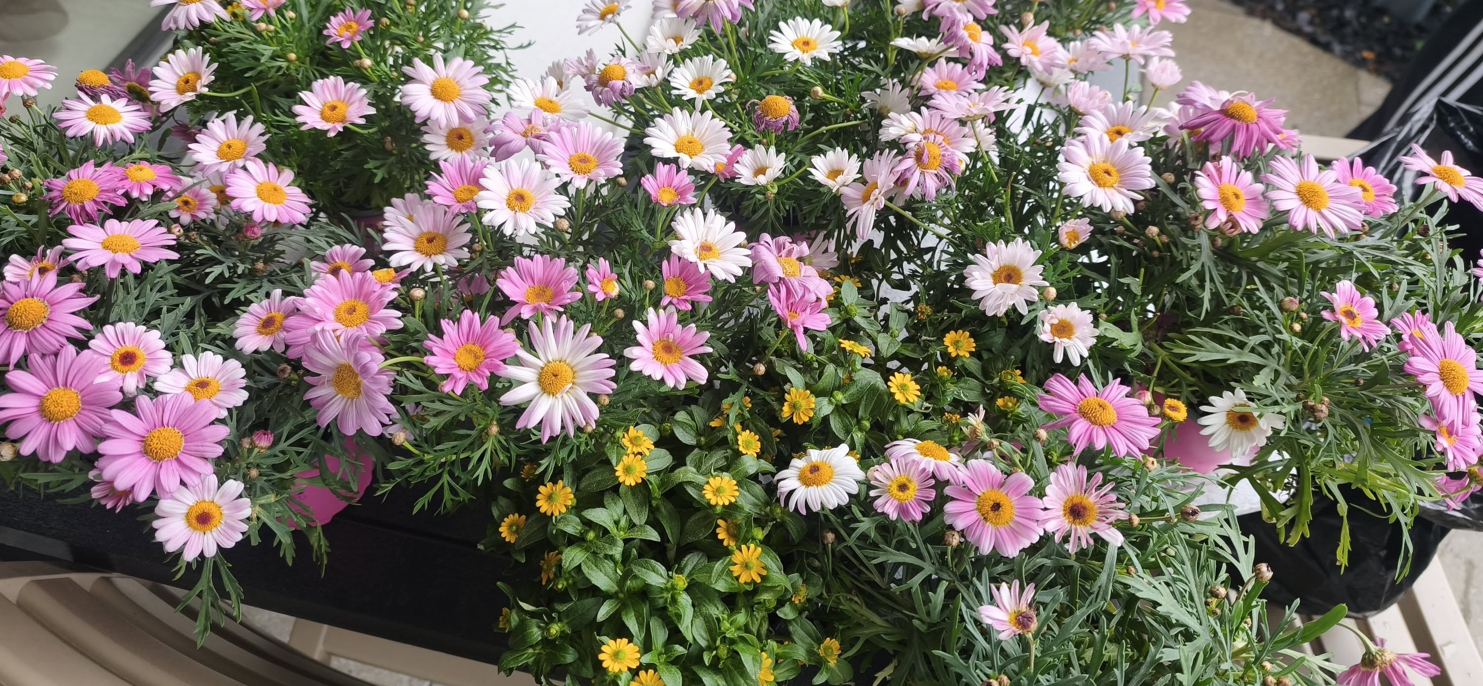 Neue Pflanzen