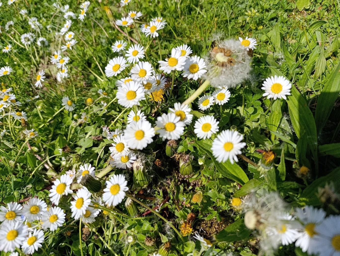 Gr&uuml;ne Wiese mit Blumen