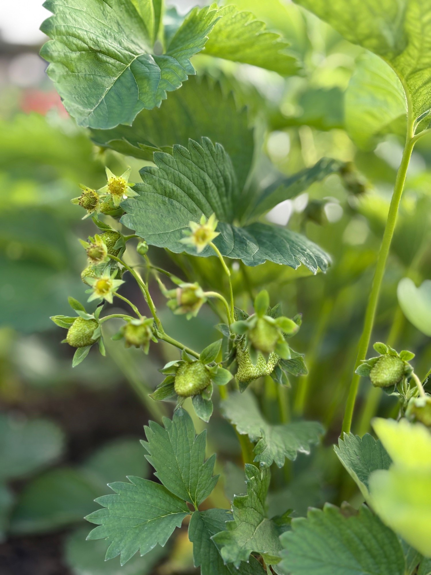 Grüner Strauch