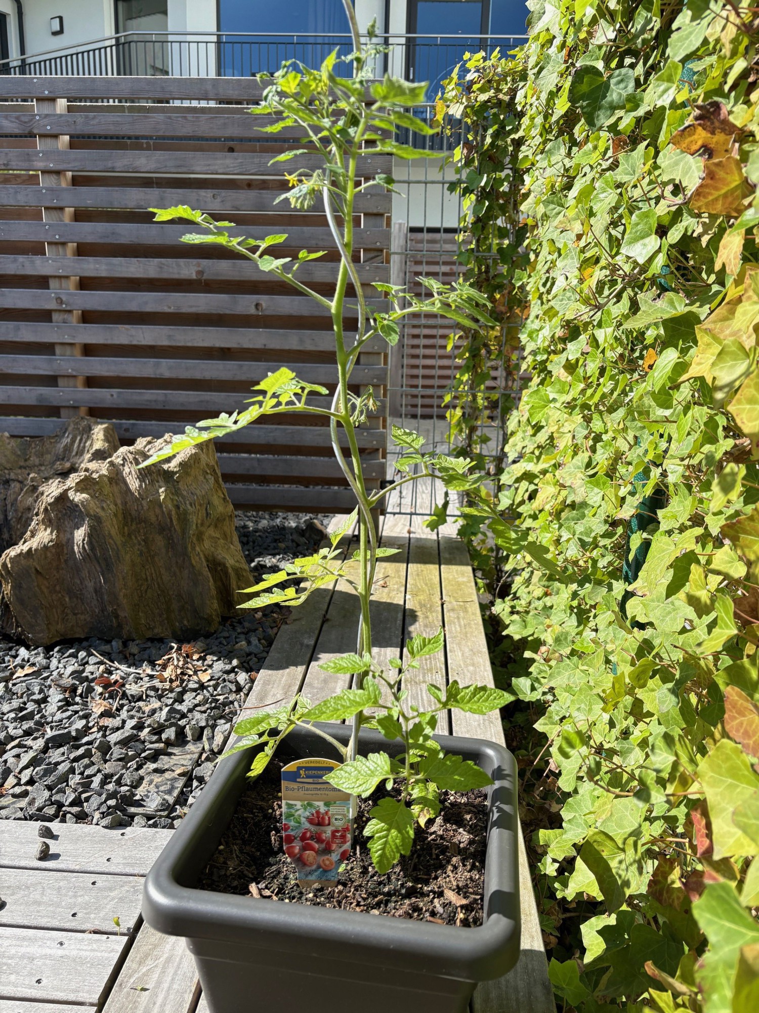 Eingepflanztes Gemüse