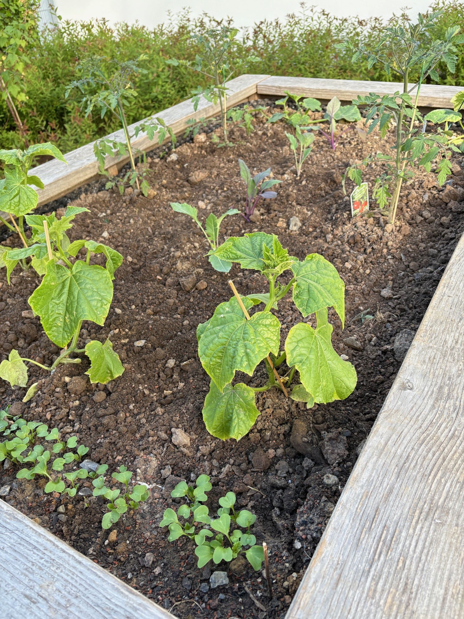 Frisch bepflanztes Beet