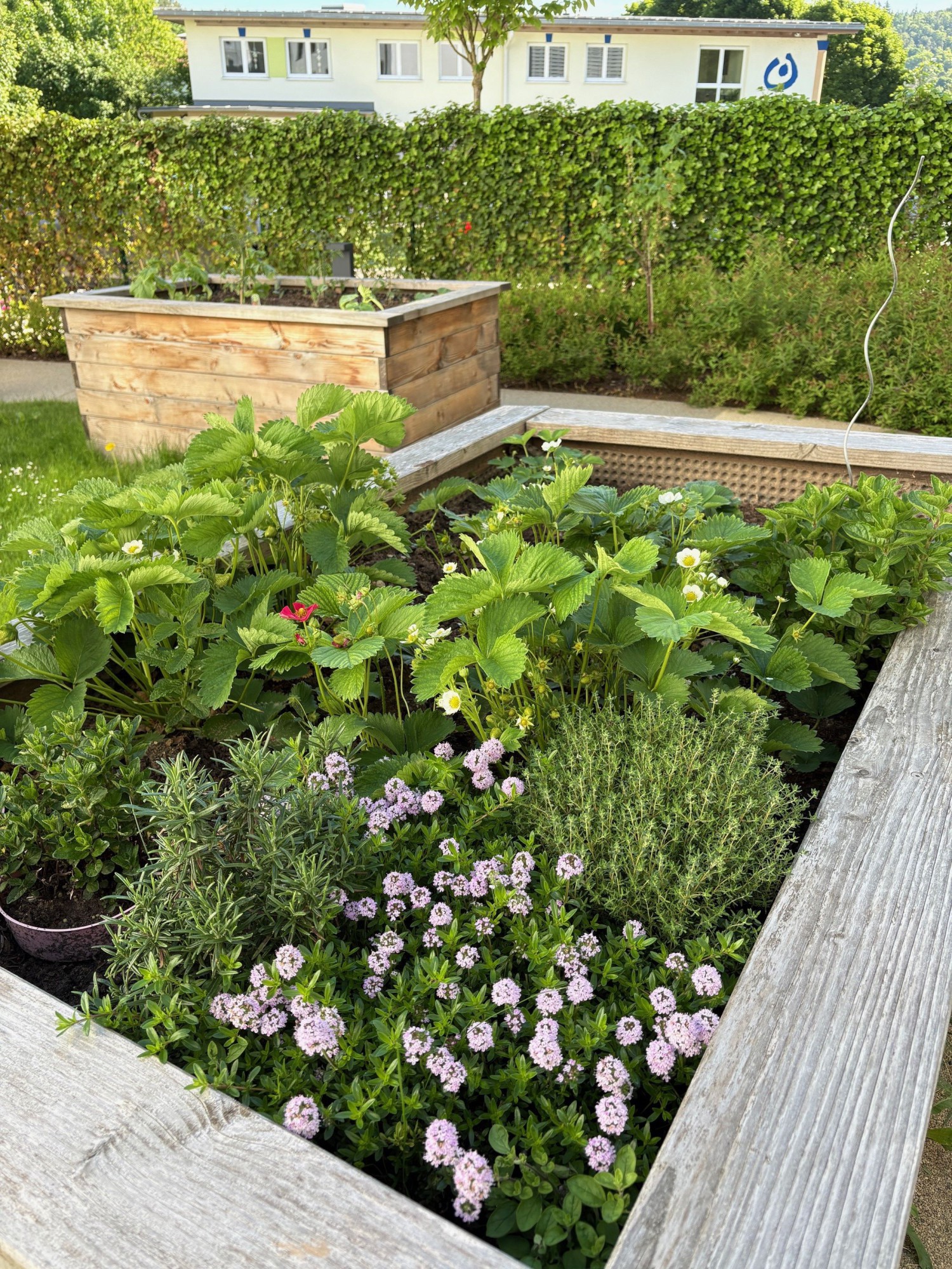 Frisch bepflanztes Beet