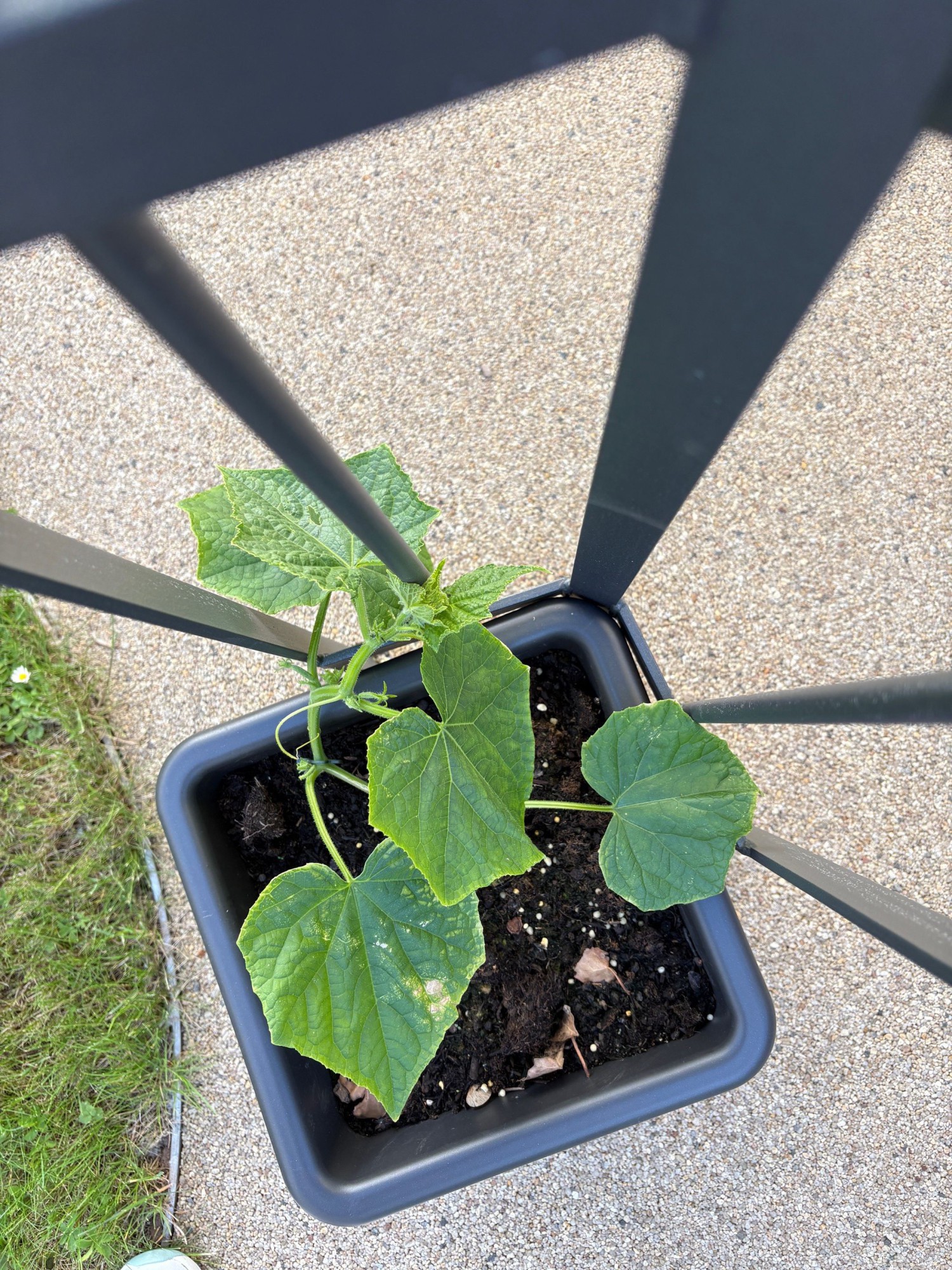 Eingepflanztes Gemüse