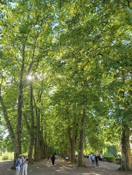 Grüne Bäume