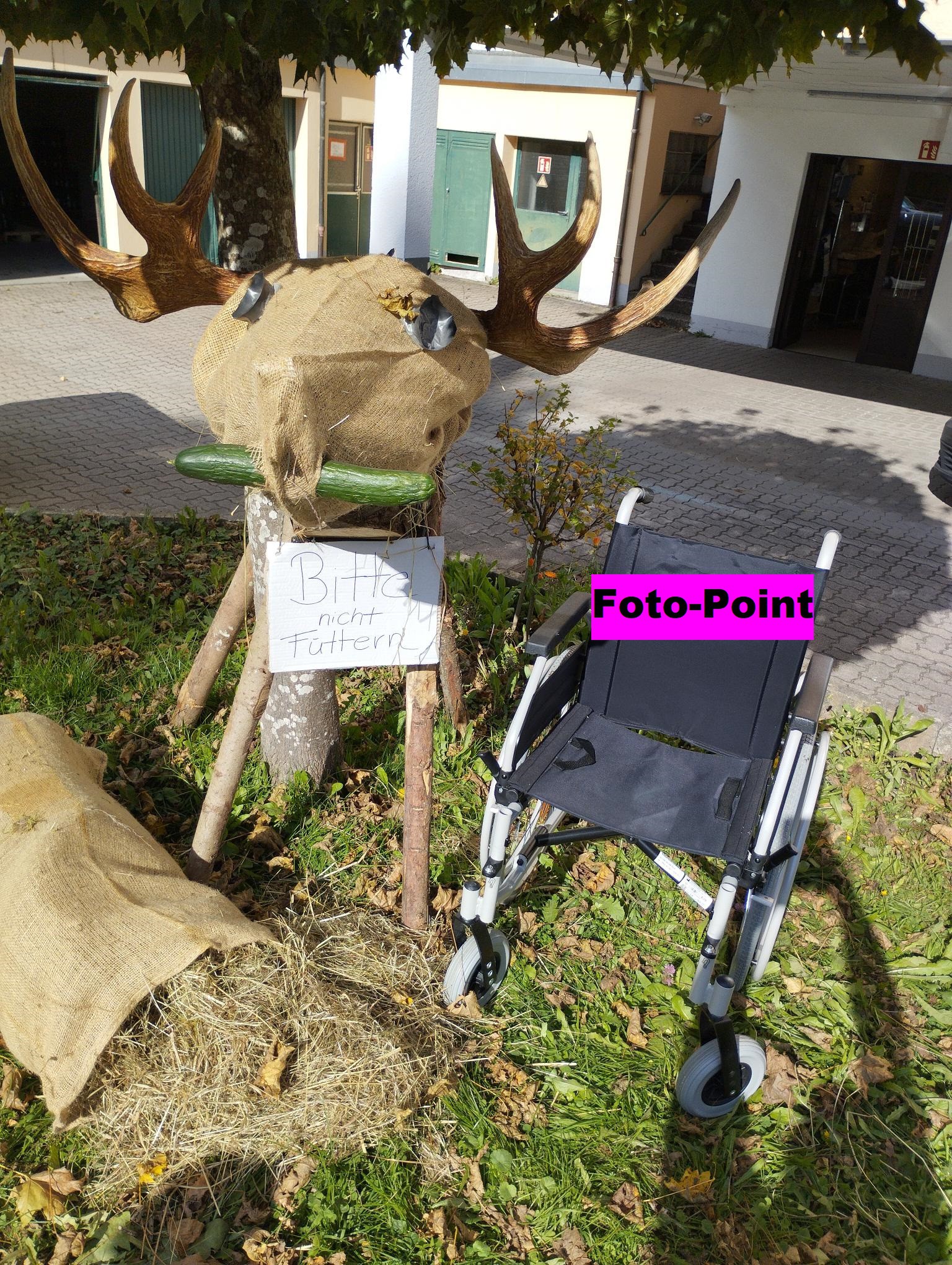 Ausgestellter Elch mit Foto-Point