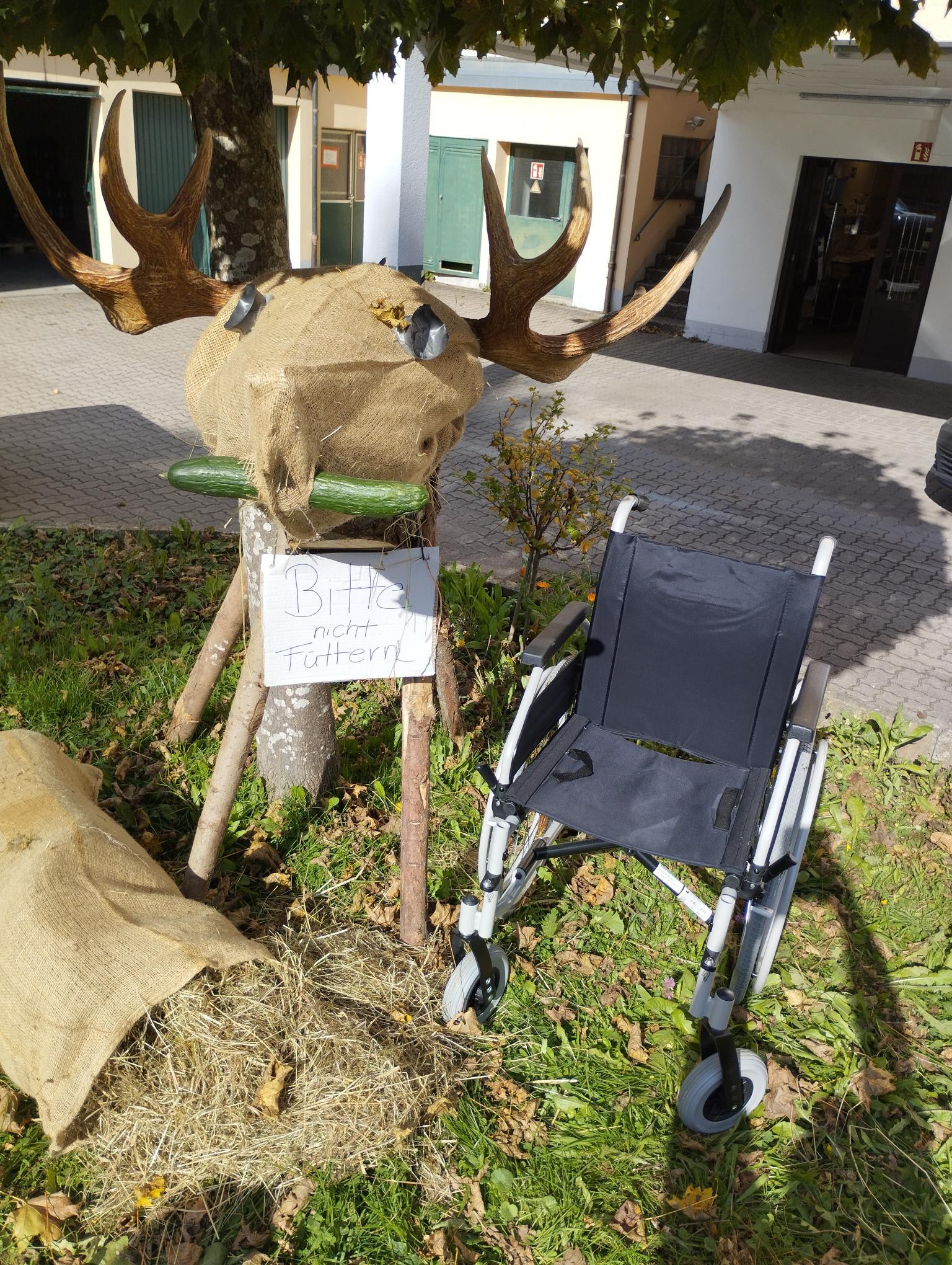 Ausgestellter Elch mit Foto-Point