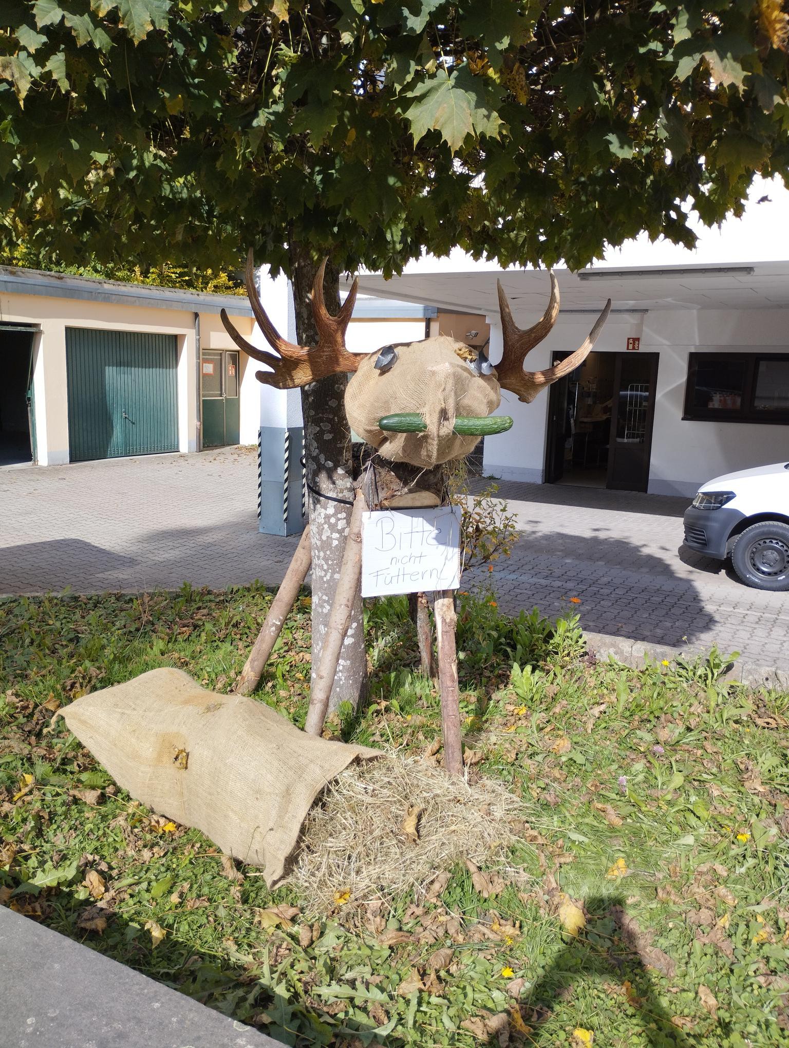 Ausgestellter Elch