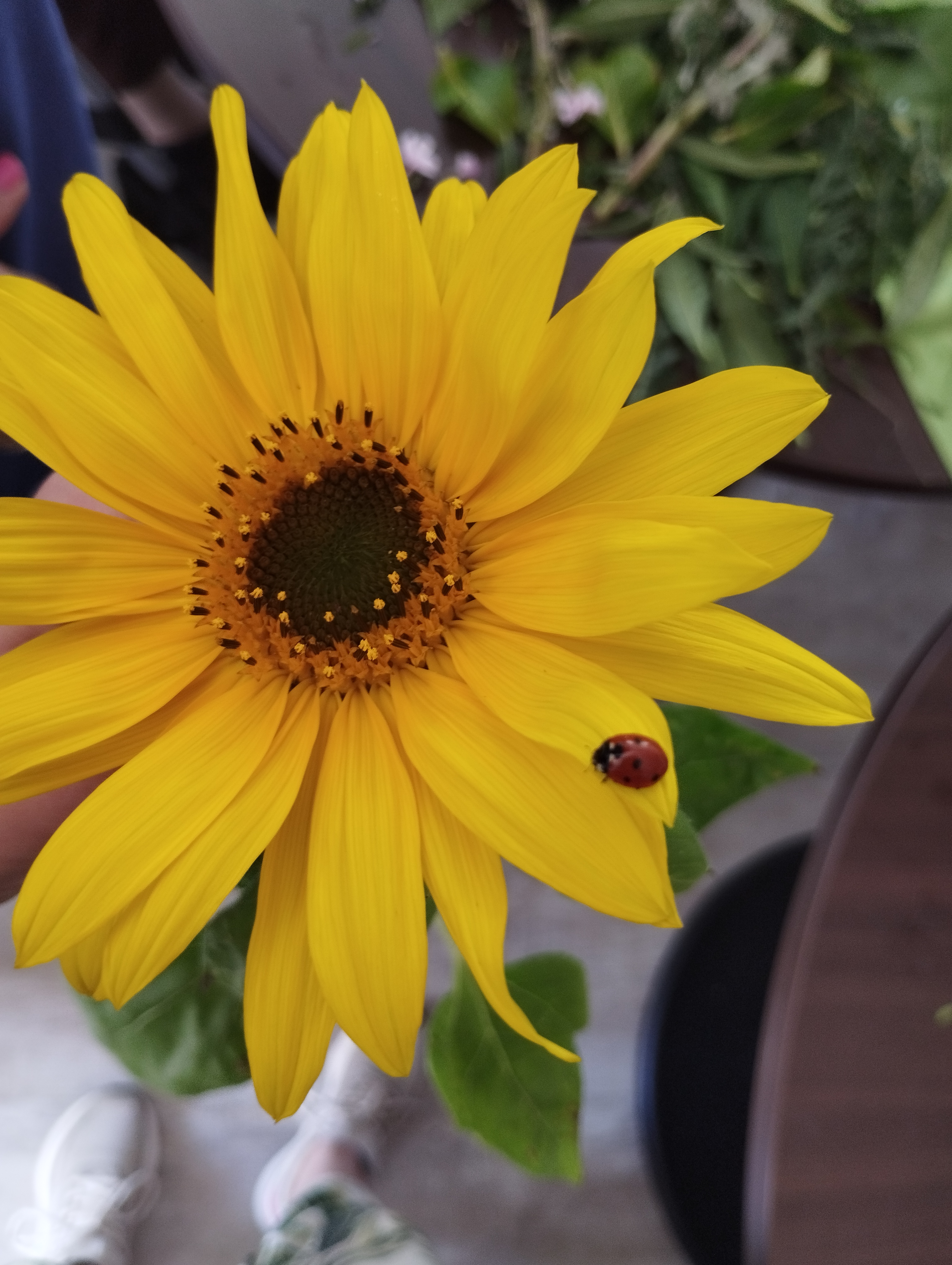 Sonnenblume