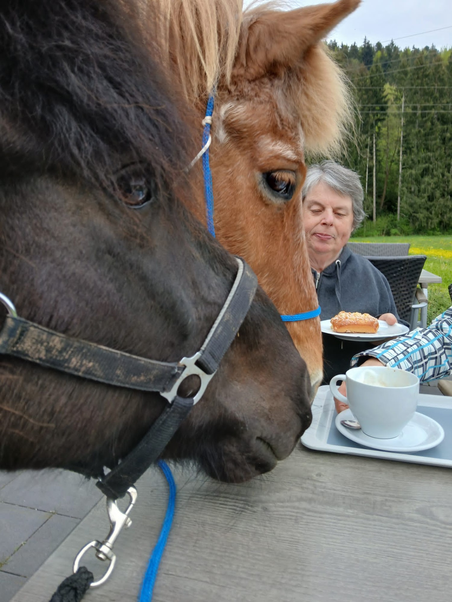 Pferde beschnuppern den Kaffeetisch