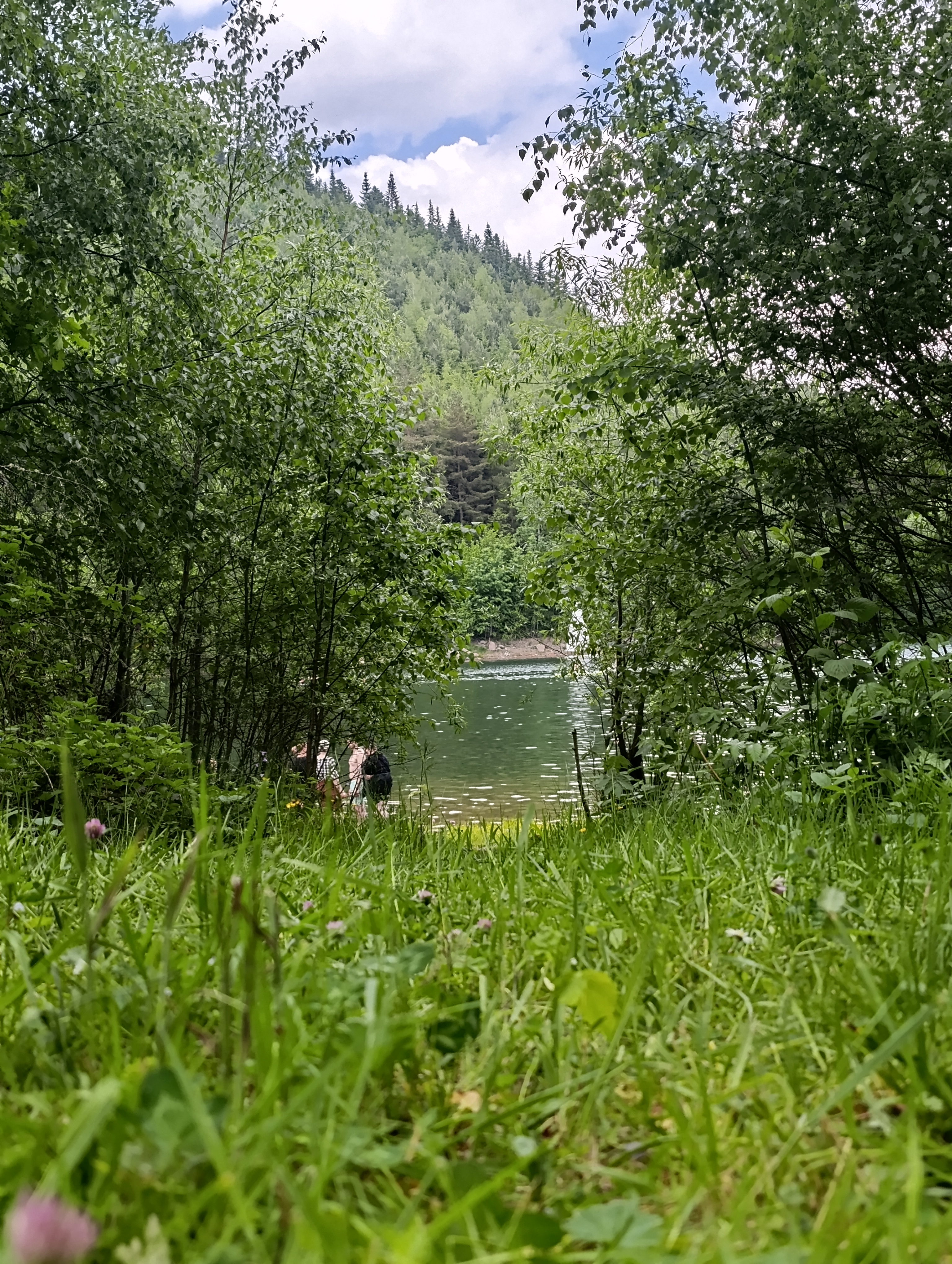 Blick durch die Wiese auf den See
