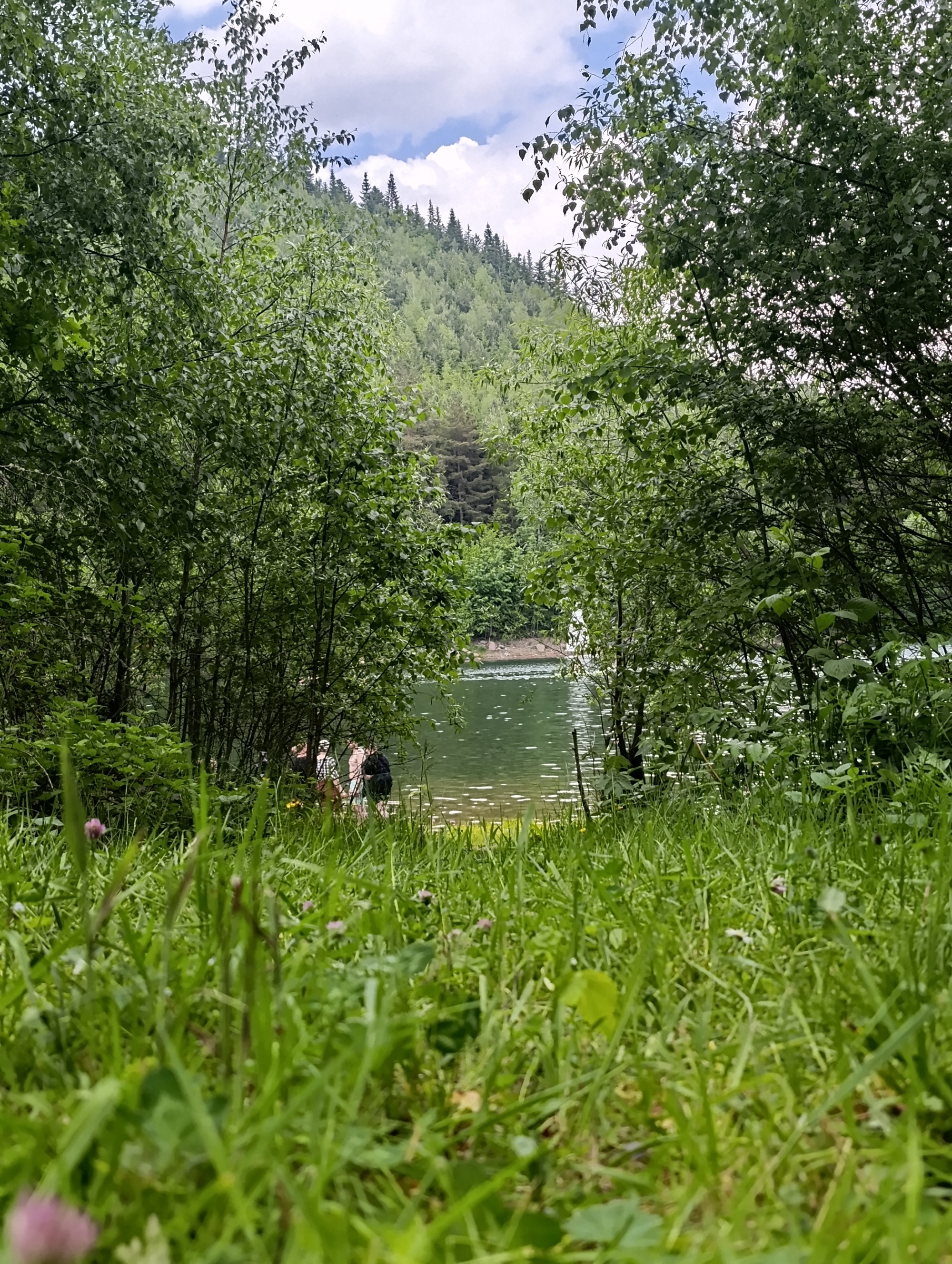 Blick durch die Wiese auf den See
