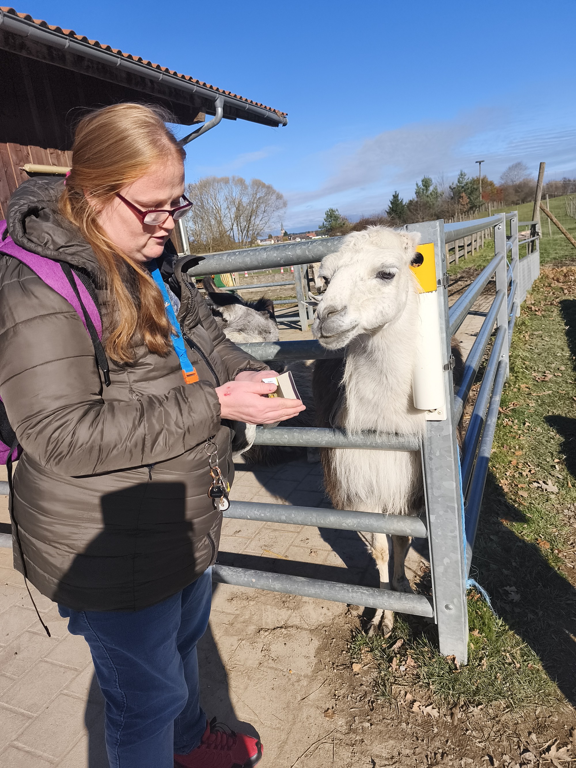 Gef&uuml;ttertes Alpaka