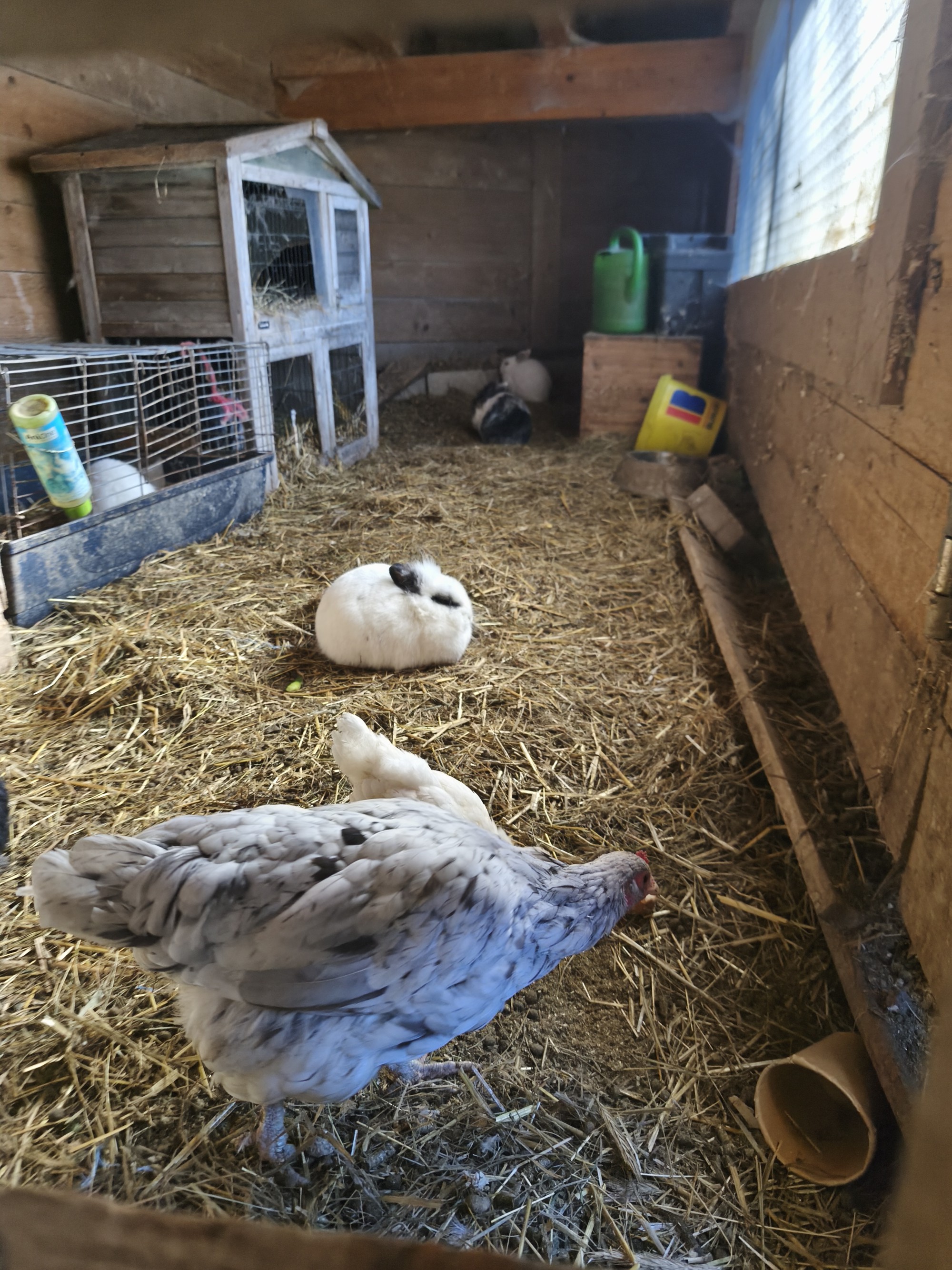 Hase und Huhn