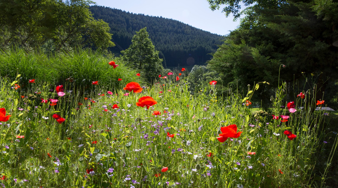 Entspannung in der Natur